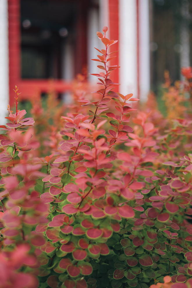 50 оттенков красного