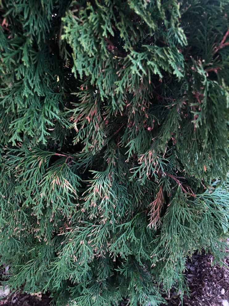 New Emerald Green Arborvitae tips turning brown & discoloration