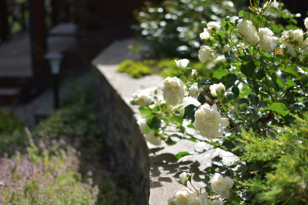 Сад в Карельском лесу