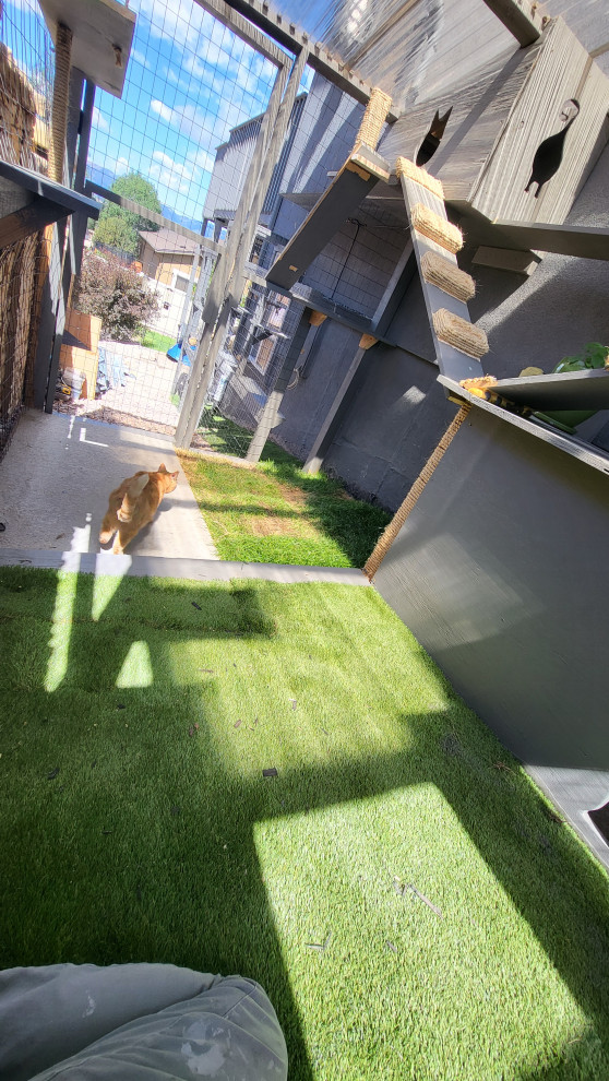 The Purr-fect Playground✨