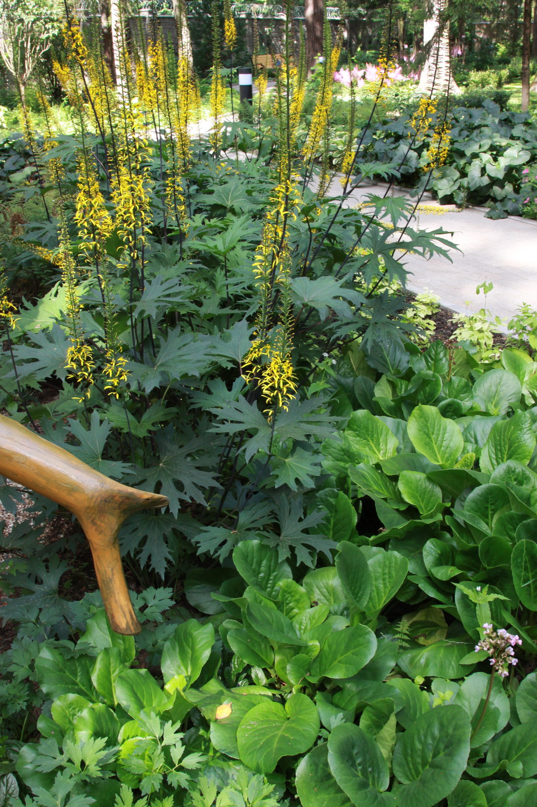 Сад в еловом лесу