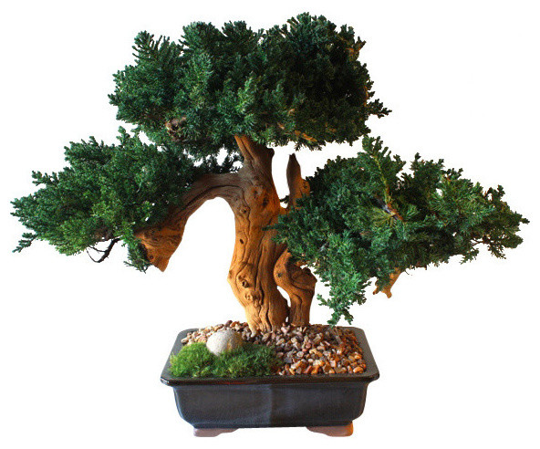 Triple Bonsai Sandblasted - Asian - Artificial Plants And Trees - by