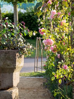 How to Deadhead Roses and Other Garden Favorites (13 photos)