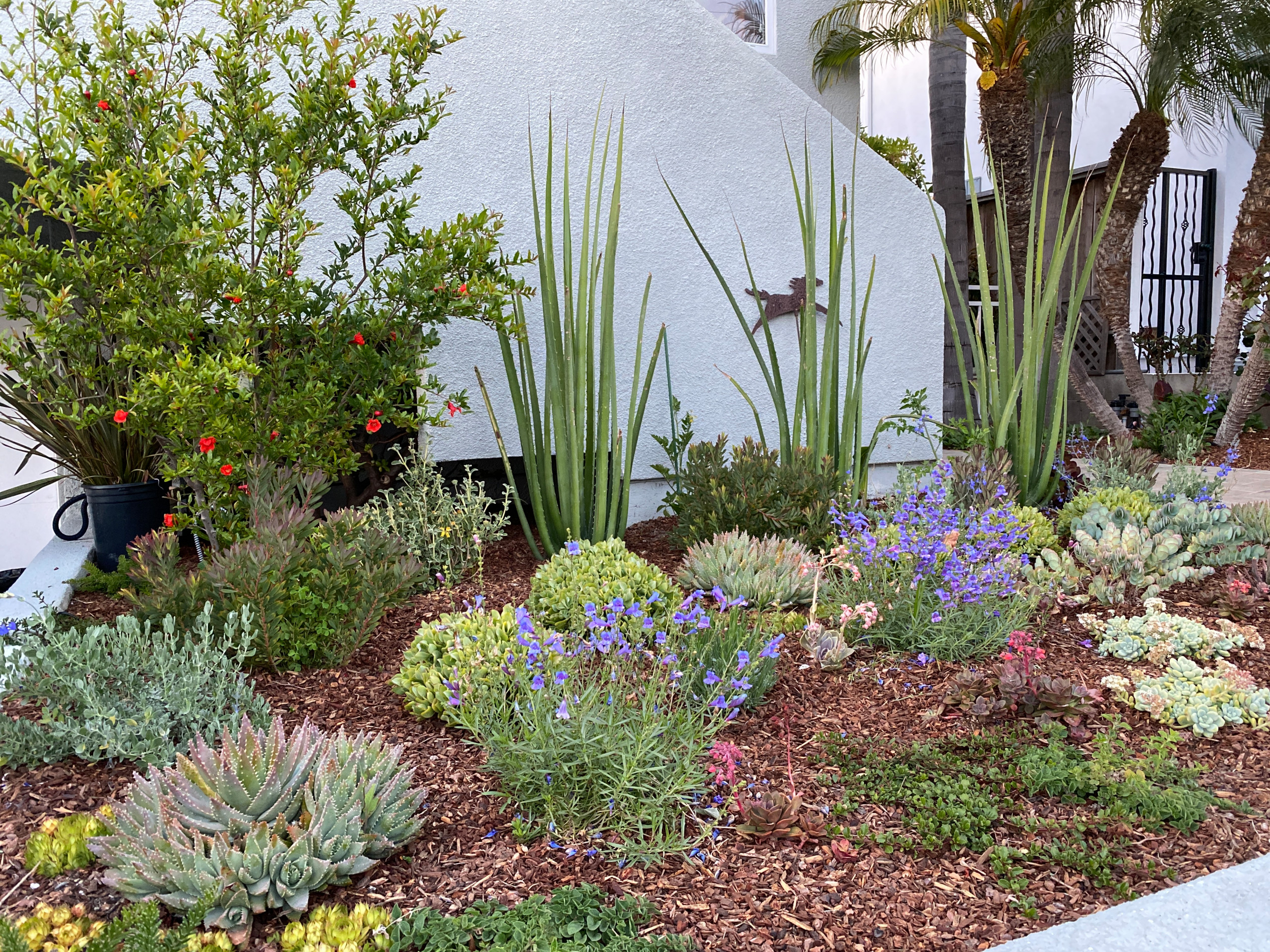 Hermosa Beach, CA: Front Yard Edible Modern Curb Appeal