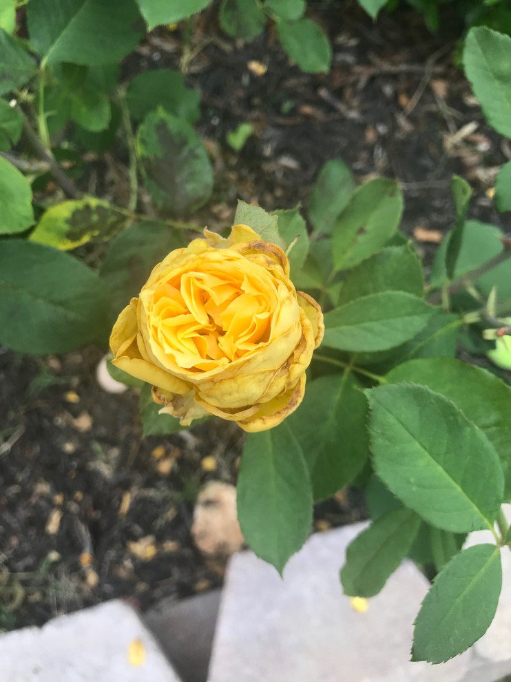 Rose buds not blooming properly