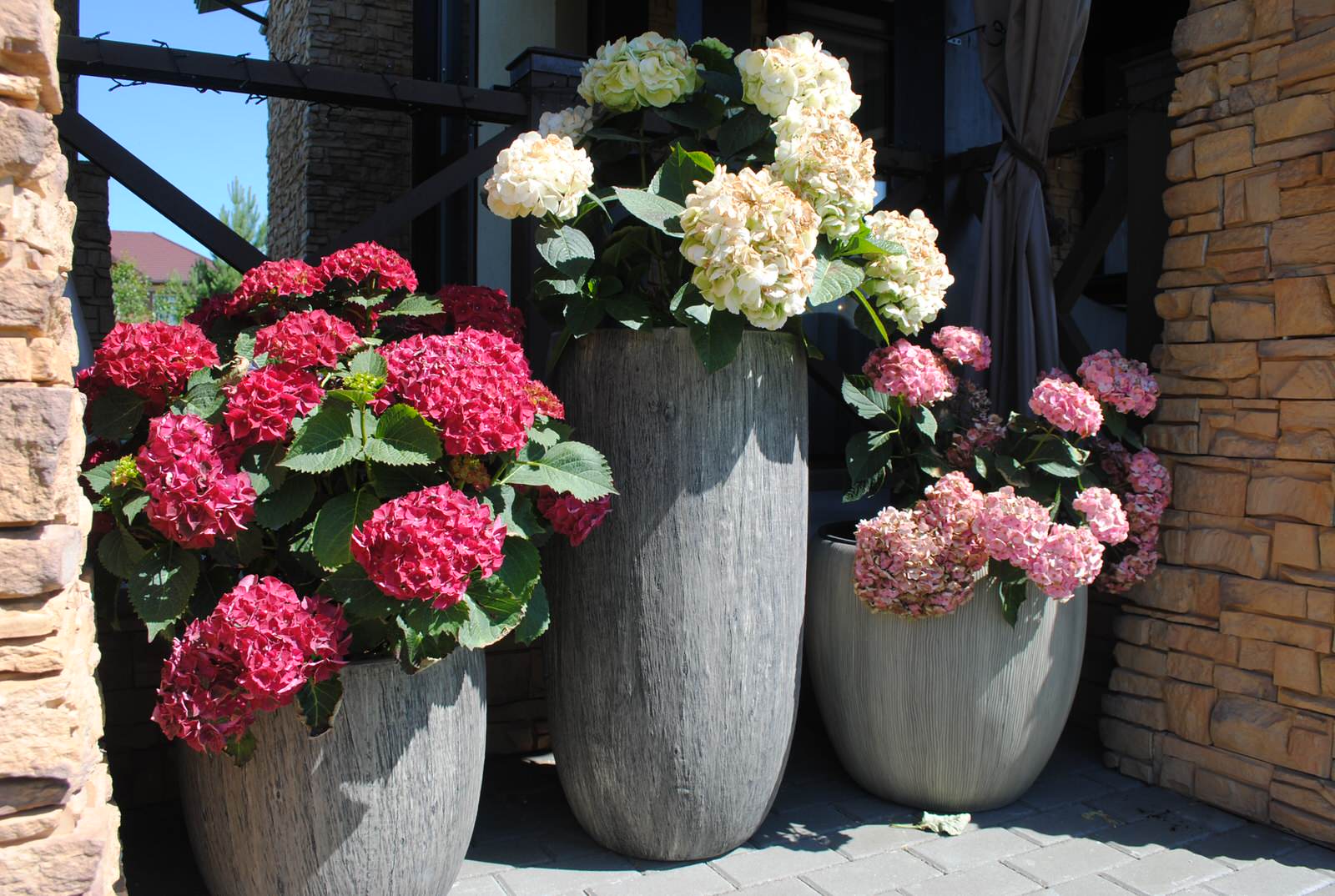 Сад с хвойными растениями