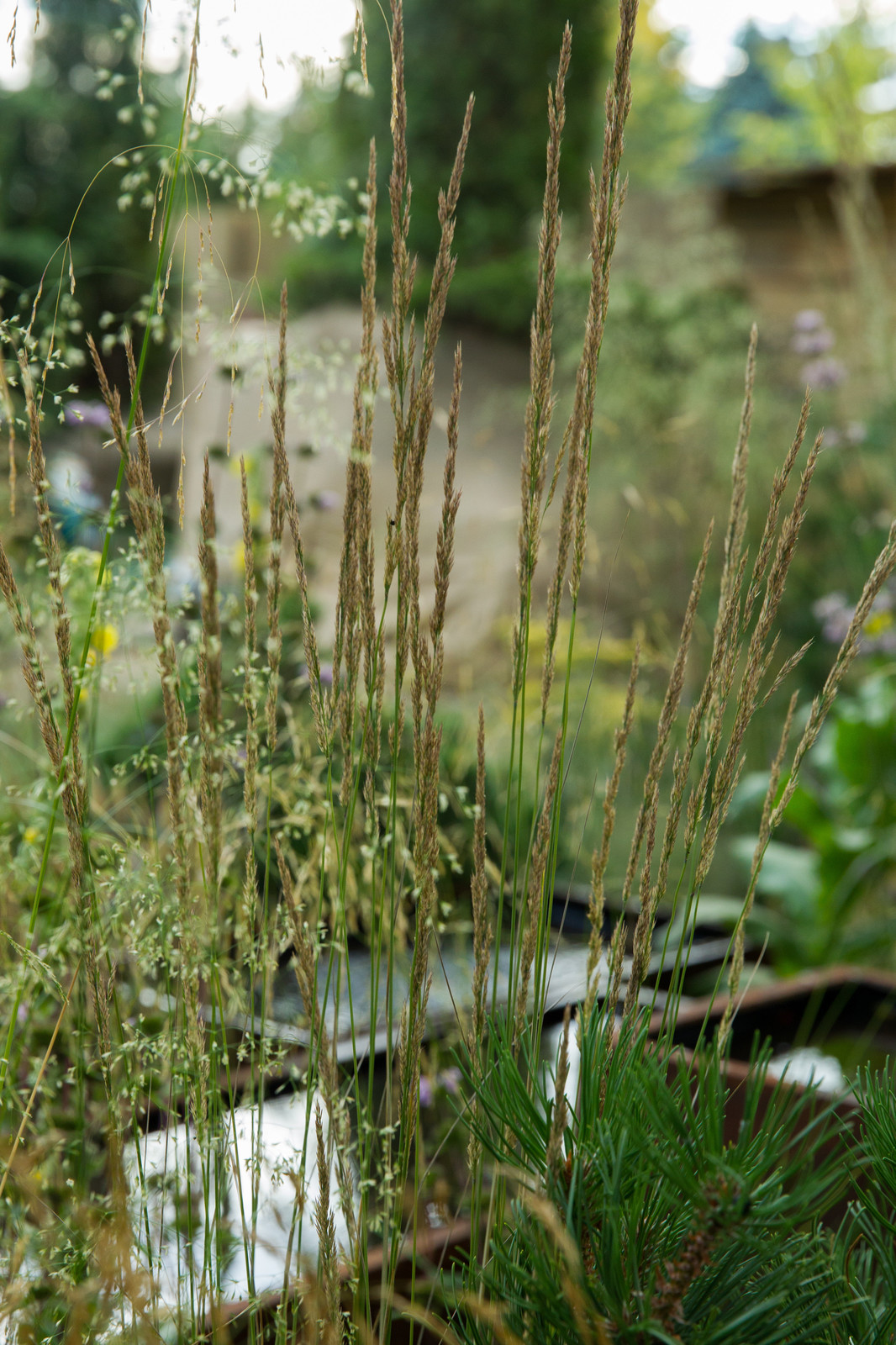 Сад   James Alexander-Sinclair  на Moscow Flower Show 2018  (вне  конкрса)