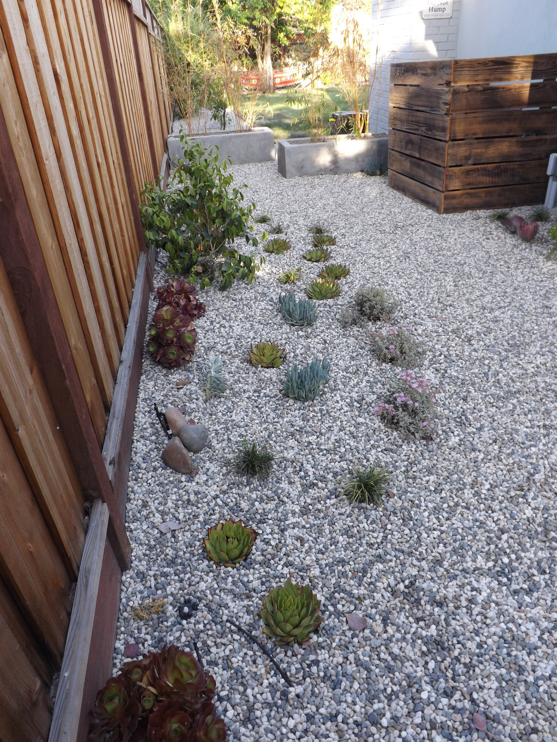 Saratoga side yard