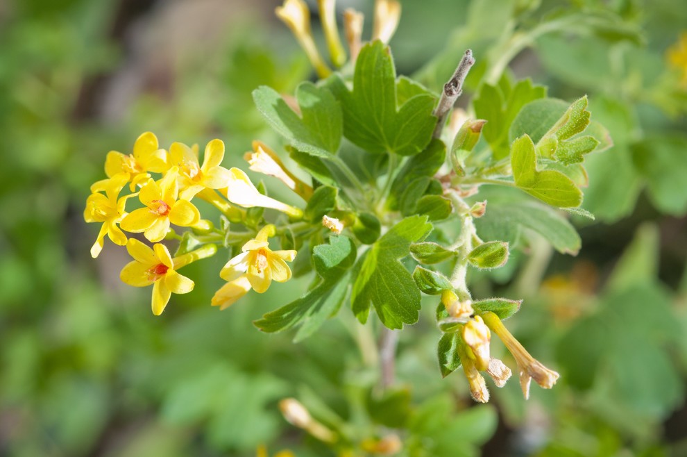 Photo of a drought-tolerant and partial sun landscaping in Los Angeles for spring.