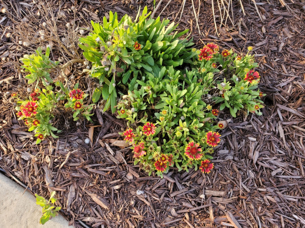 Florida panhandle plants please ID 6 and final