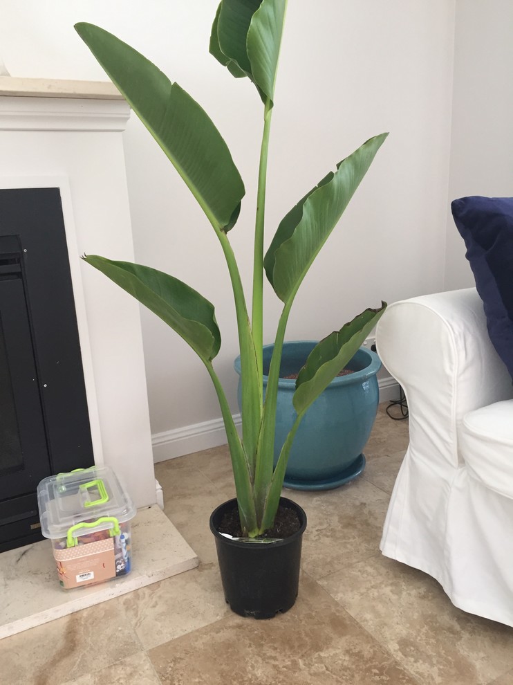 do-i-need-to-put-this-plant-in-a-bigger-pot-houzz-au