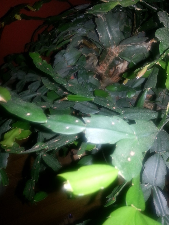 white spots spreading on my Xmas Cactus!