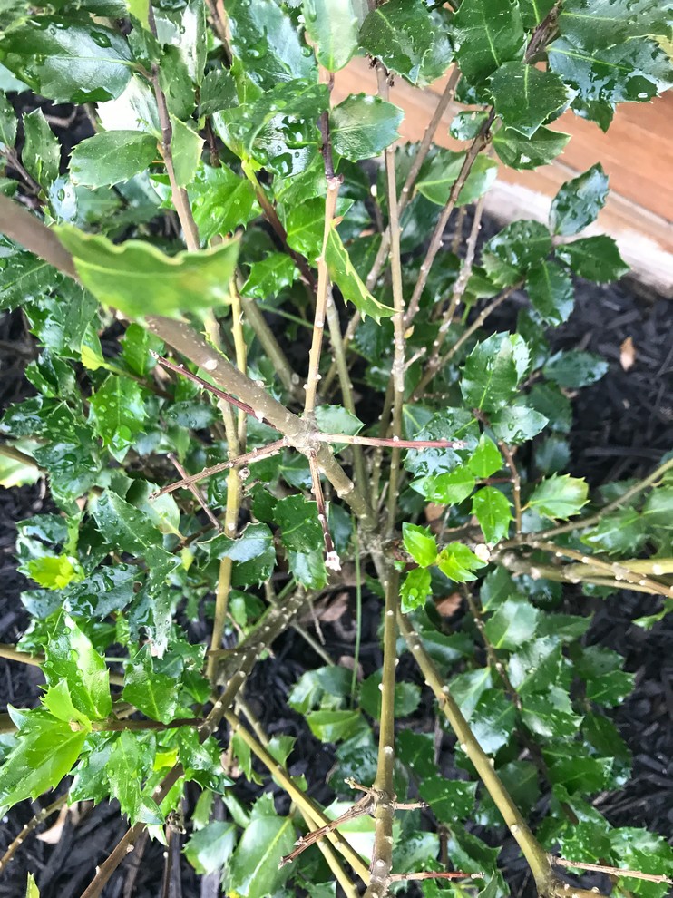 What’s wrong with my holly bushes?