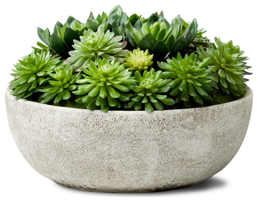 Echeveria Succulent Mix In Bowl