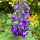 elizabeth_seborg