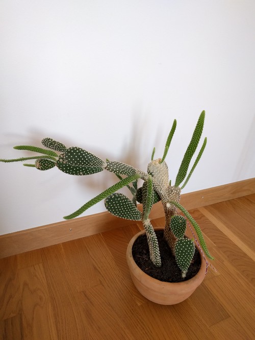 help!! my cactus is falling over