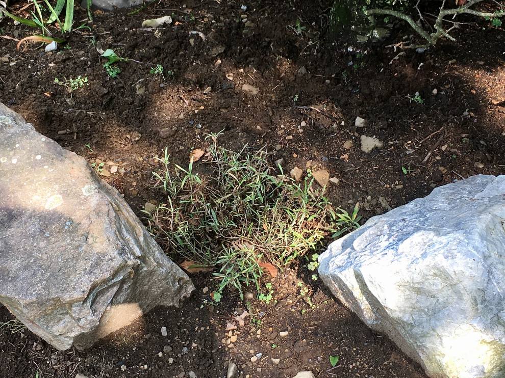 What is wrong with these phlox hybrid?