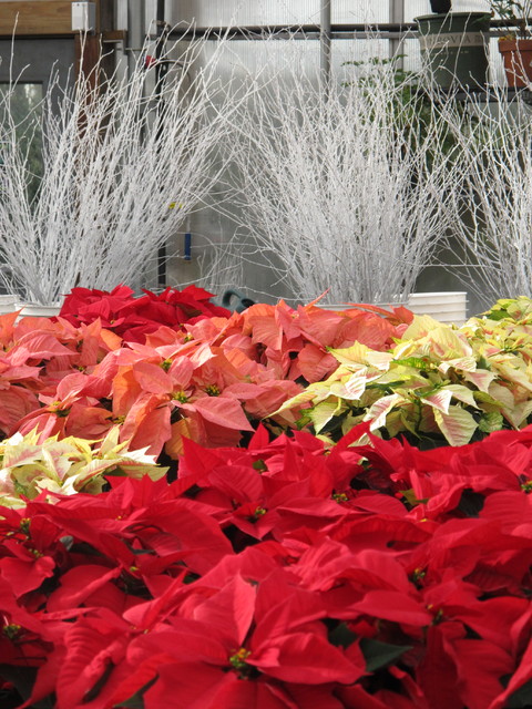 Cosa Fare con la Poinsettia - o Stella di Natale - Dopo le Feste?