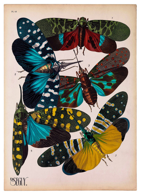 Insects, Plate 16 by E.A. Seguy Print, 11