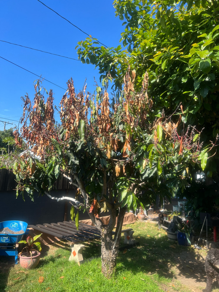 Leaves/branches on fruiting mango tree are dying