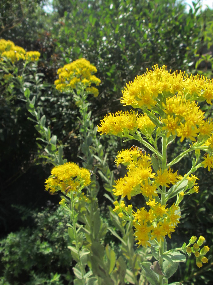 Stiff Goldenrod / Solidago rigida - Traditional - Landscape - Omaha ...