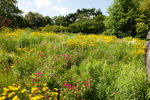 Wildblumenwiese Im Garten Anlegen 7 Tipps