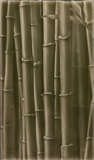 Bamboo Forest Shower 4 Tile Set - Asian - Tile - by Living Walls Tile