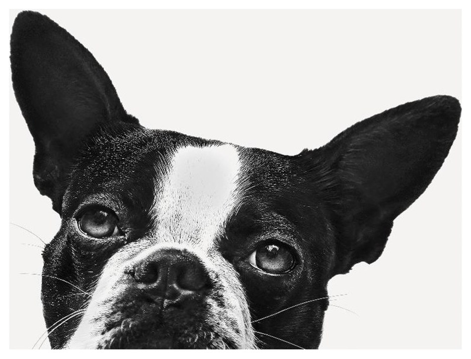 Giant Art 84x84 Loyalty Fine Art Giant Canvas Print in MultiColor