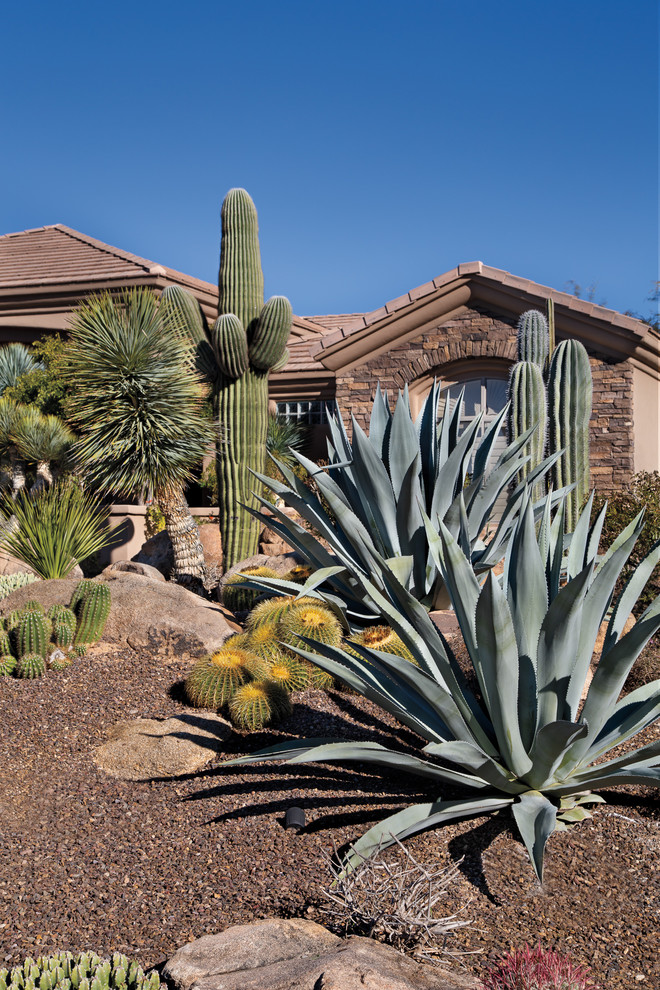 This is an example of a large tropical garden in Phoenix.
