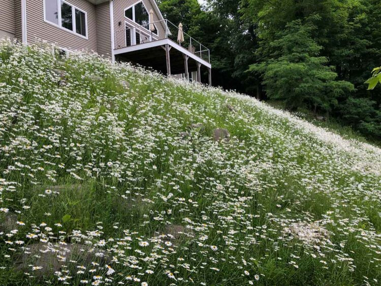 Native Landscapes