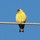 kim_goodwin41