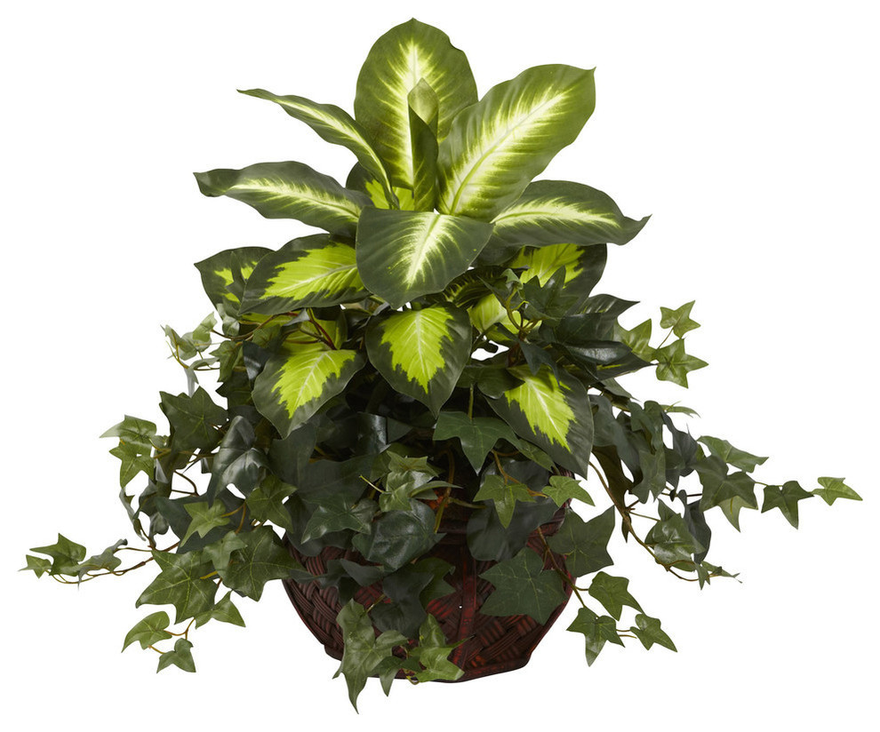 Dieffenbachia and Ivy With Decorative Planter