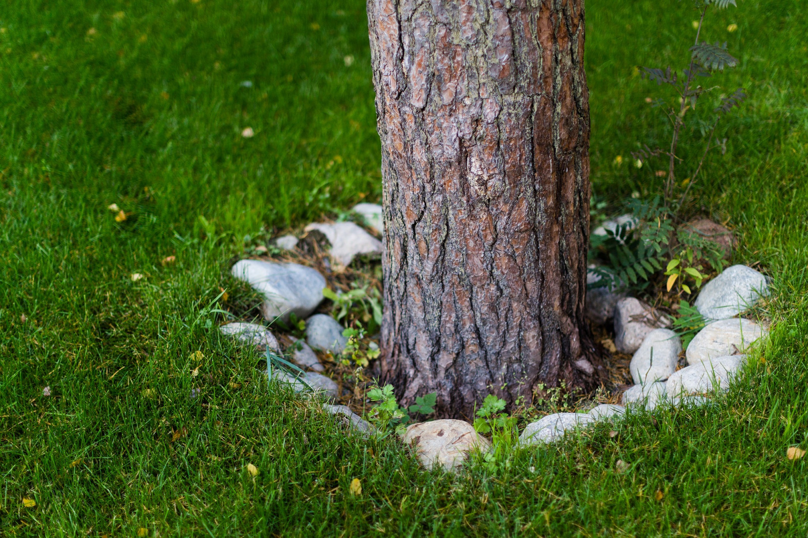 Участок в Репино