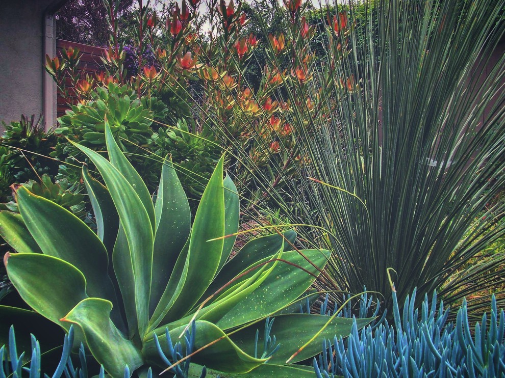 Inspiration for a beach style front yard xeriscape in Orange County.