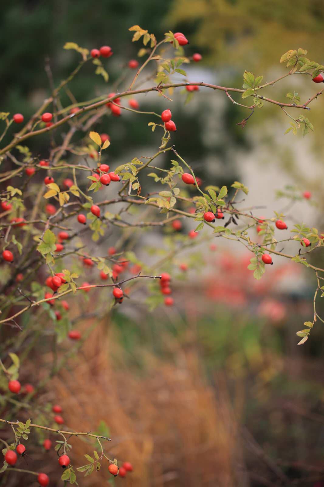 Алексеевка