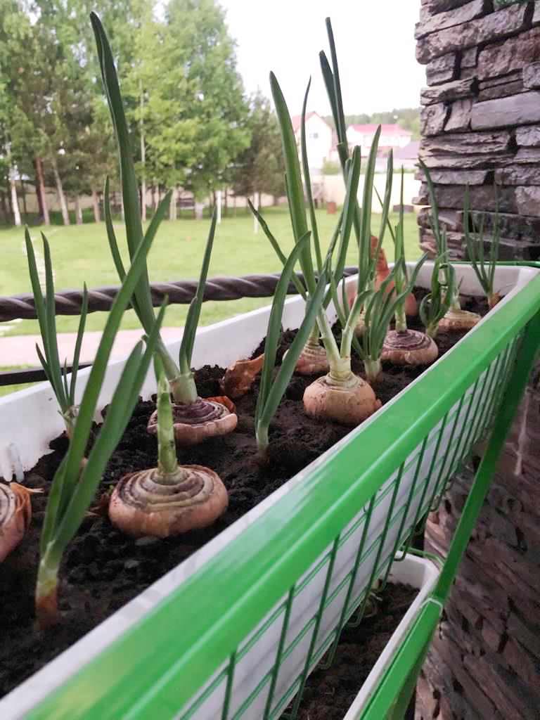 Вертикальный огород