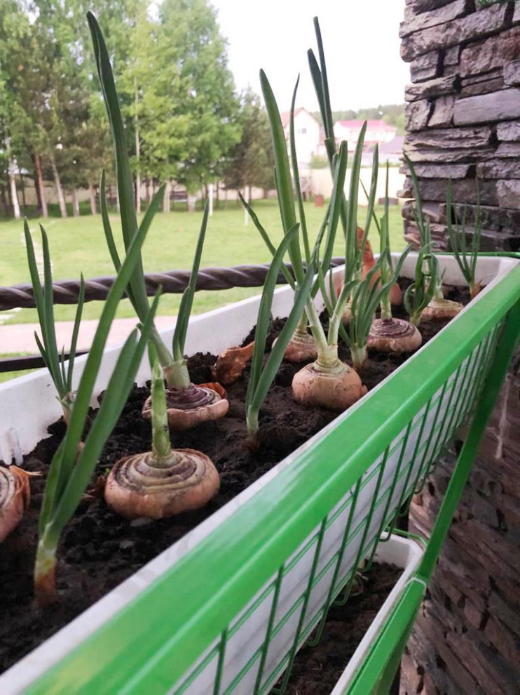 Вертикальный огород