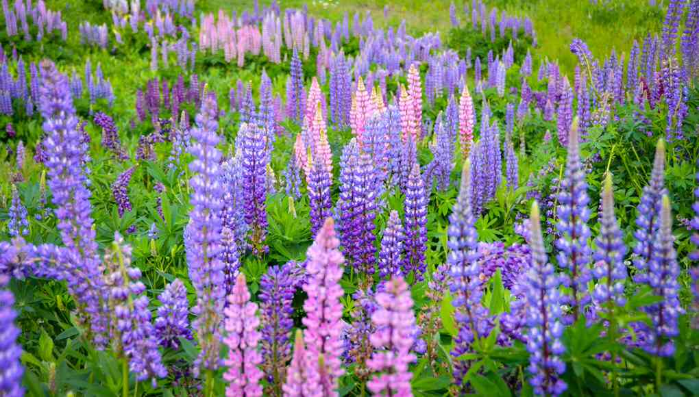 The magic of Lupins in Bloom in a Clients Field by Peter Atkins and Associates