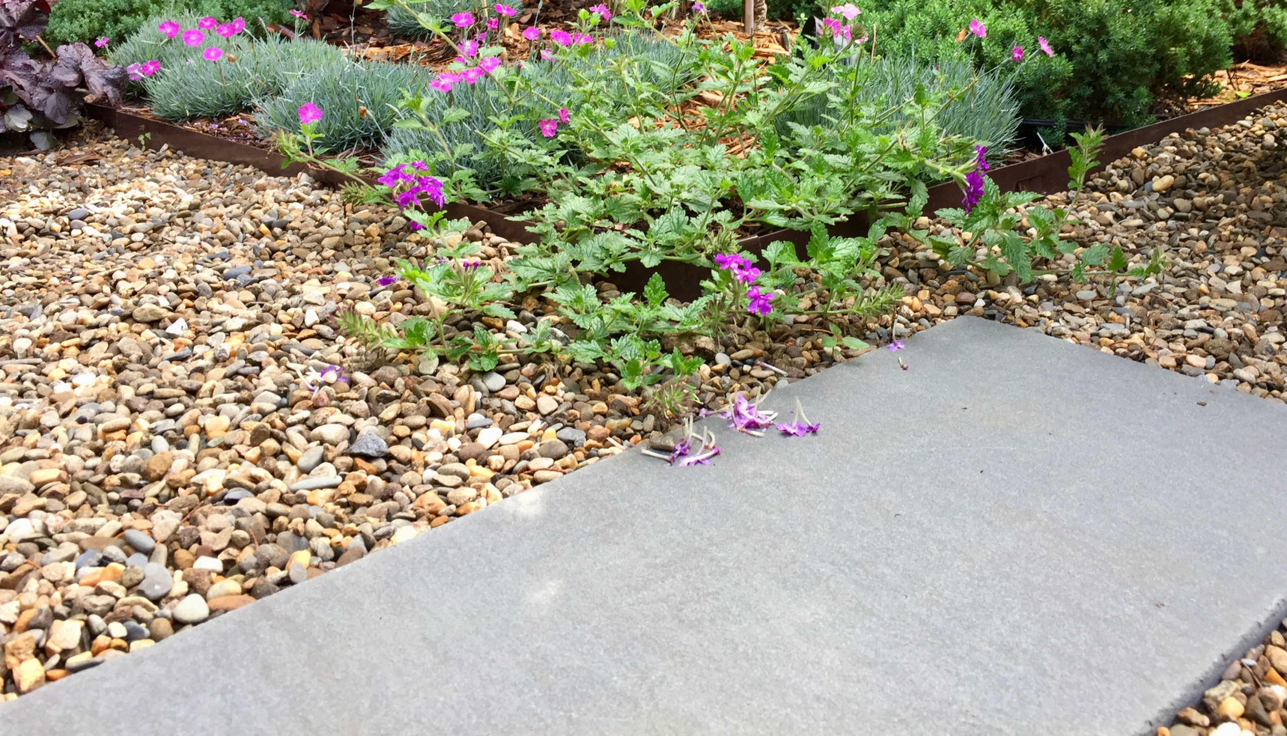 Transitional Courtyard Garden