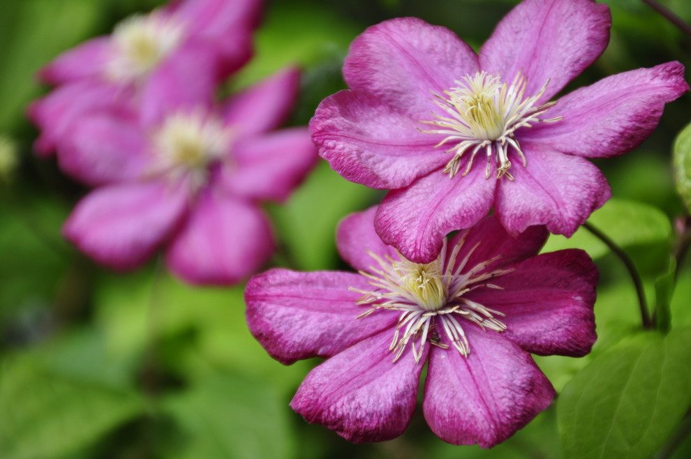 д. Косово - Уход за садом - 100% качество