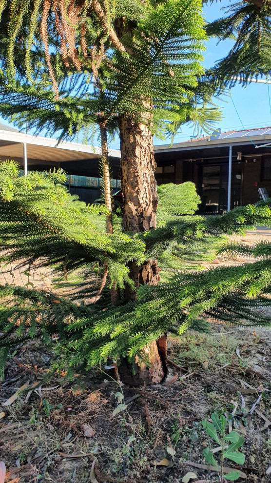 How to properly prune offspring from large Norfolk Island Pine tree