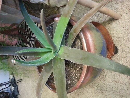Aloe Vera Turning Brown And Soft