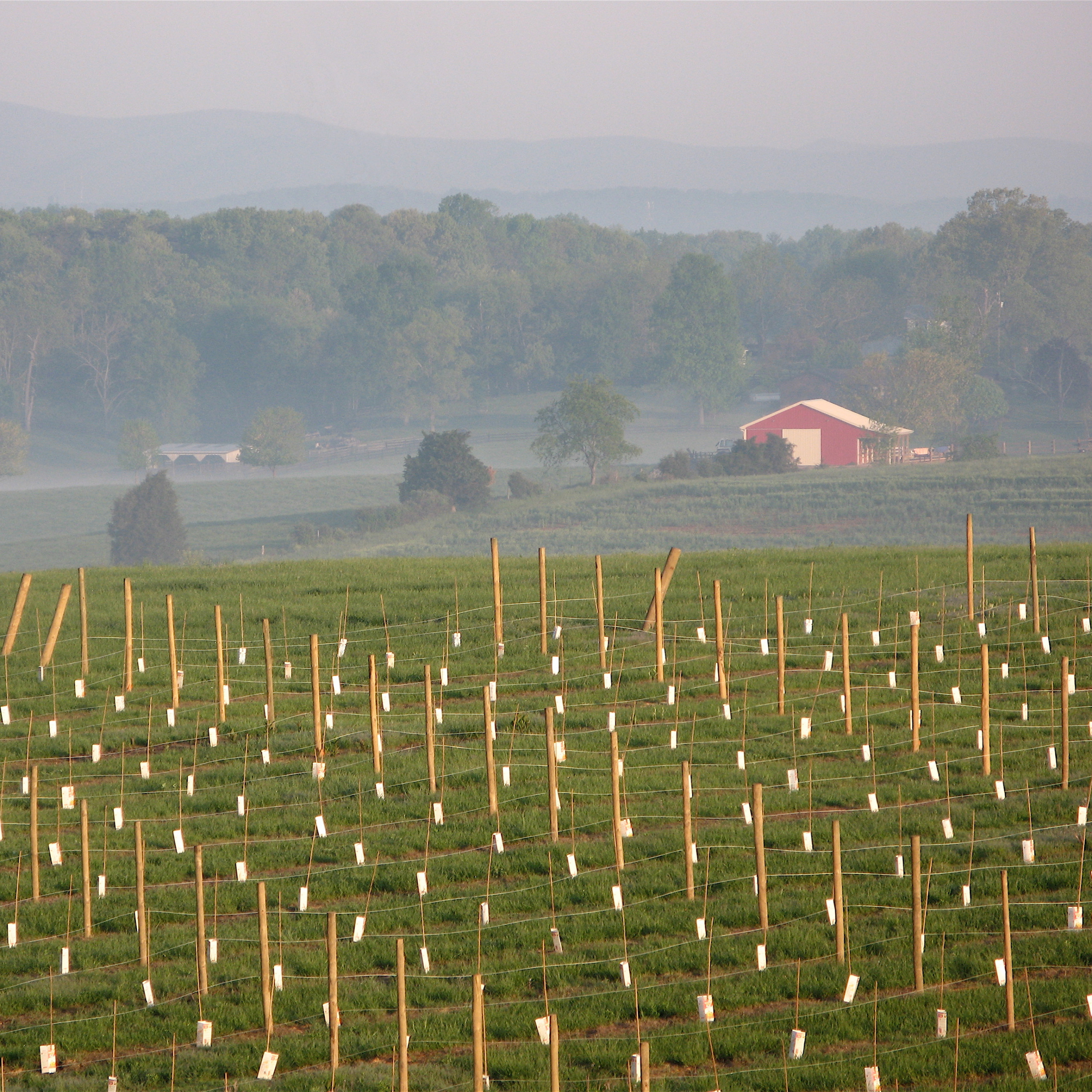 Vineyards 2