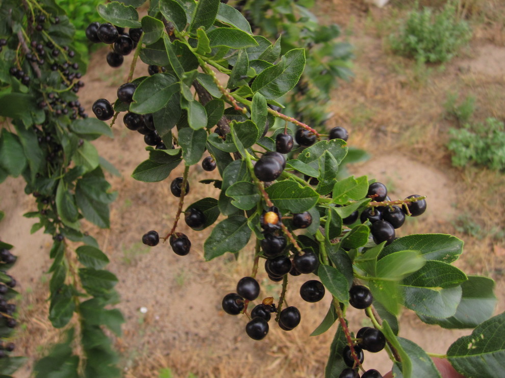 Berry tree? | Houzz Forum