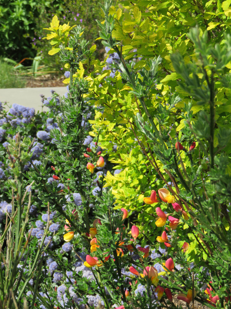 Front Garden, Essex