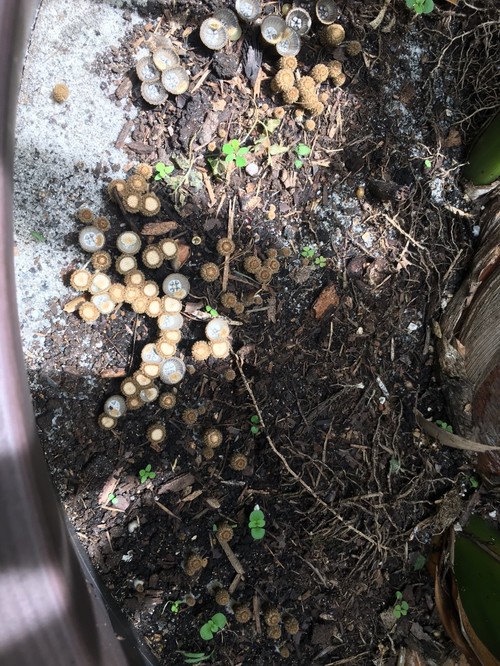 Strange Egg Pods in potted plant soil