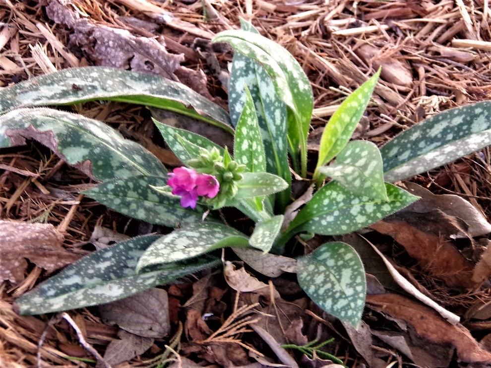 Spring Ruissa Spring?