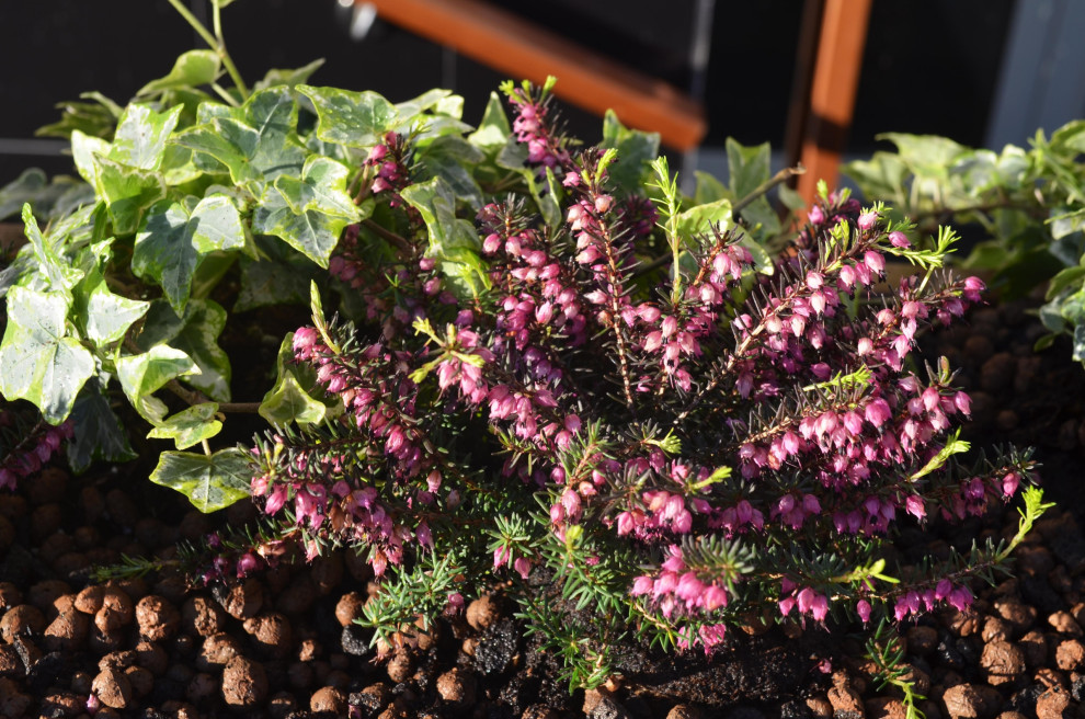 Озеленение входных групп