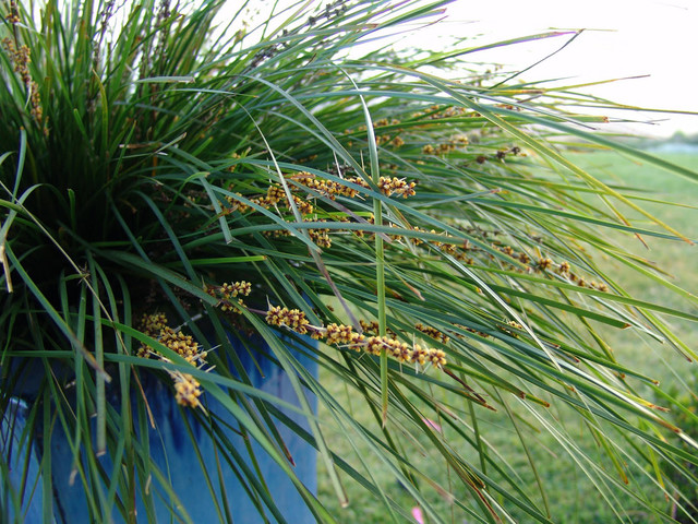 Versatile Breeze Mat Rush Sails Into Drought Tolerant Yards