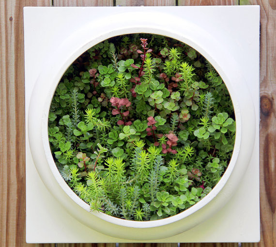 Living Wall Planter Comes Preplanted by Twisted Metals